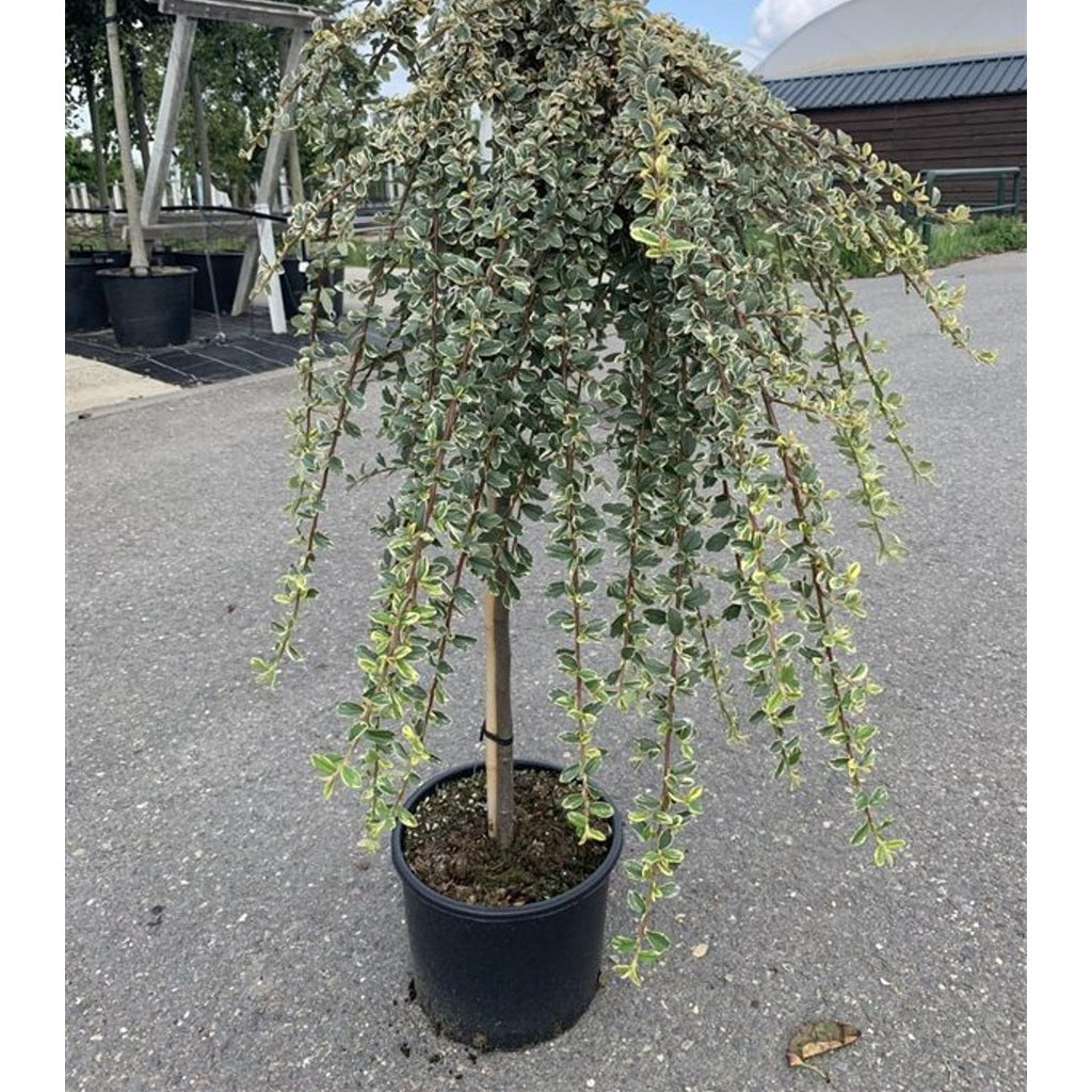 Krypoxbär – Cotoneaster suecicus 'Juliette' - 80 CM Stem C10